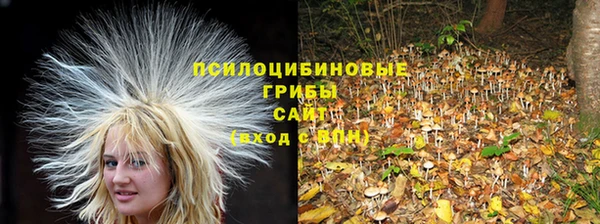 гидра Корсаков
